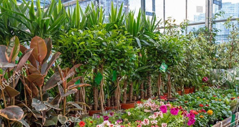 Various colorful plants for sale.